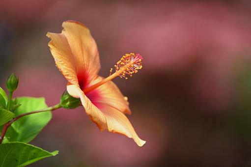 ハイビスカスをクローズアップで ハイビスカス,自然,屋外の写真素材