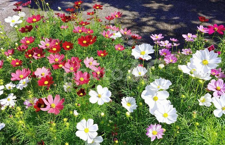 カラフルで鮮やかなコスモスの花 コスモス,花,秋の写真素材