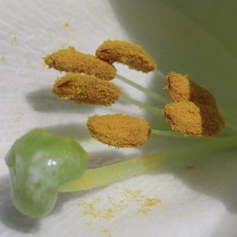 タカサゴユリ（高砂百合）の写真