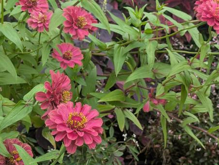 ジニア ジニア ジニア,百日草,夏の写真素材