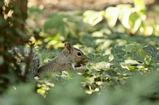 木陰の灰色リス 木陰の灰色リスの写真