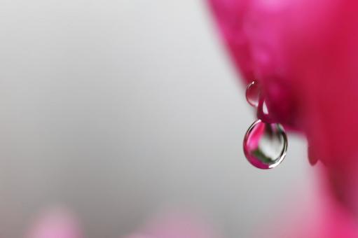 花と水滴 花と水滴の写真