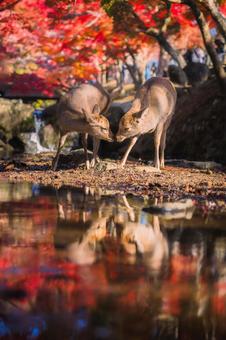 紅葉と鹿 奈良公園,鹿,紅葉の写真素材