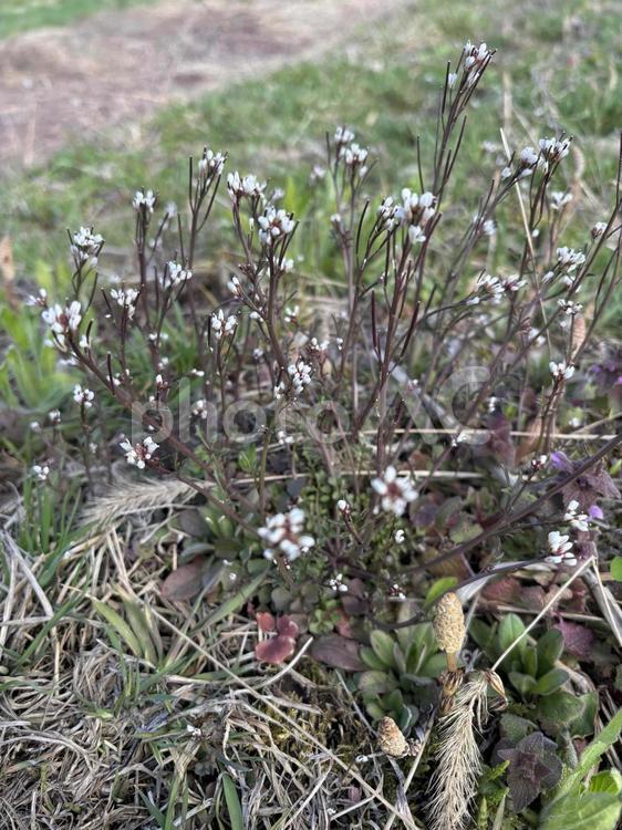 ぺんぺん草 ぺんぺん草,春,雑草の写真素材