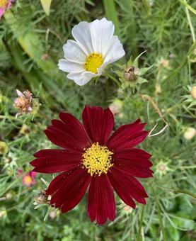 コスモス　花 園芸,花,ガーデニングの写真素材