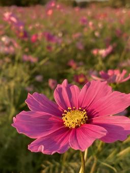 秋の夕暮れ時に咲きほこるコスモスの花の写真