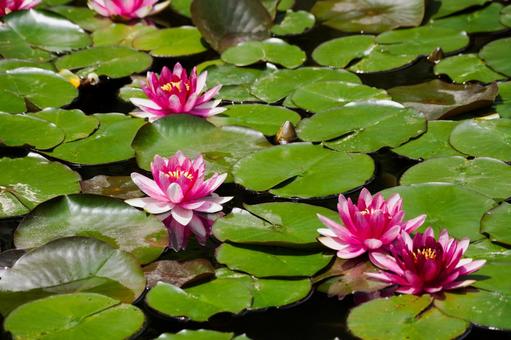 Photo, early summer, flower, water lily, 