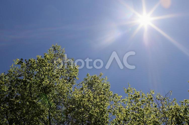 新緑と太陽の恵み 新緑,太陽,光の写真素材
