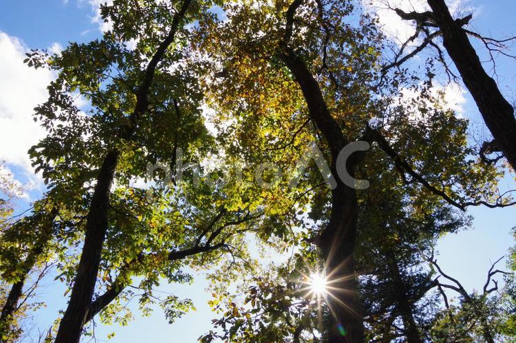 木々の中からの光 緑,木,自然の写真素材