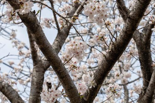 桜 桜の写真