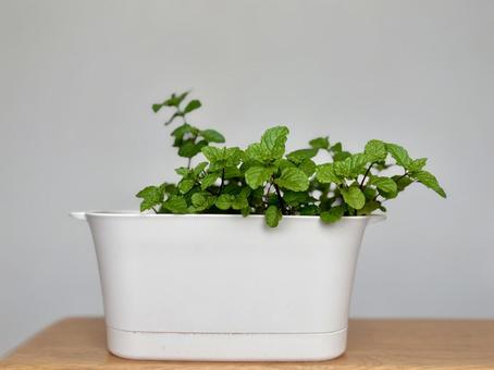 白いプランター植えのミント 白いプランター植えのミントの写真