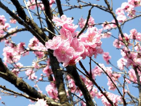 道路沿いに咲く花びらフサフサのハナモモ 道路沿いに咲く花びらフサフサのハナモモの写真