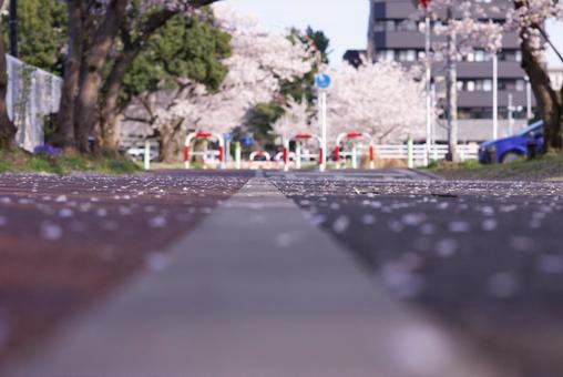 桜咲く春 桜咲く春の写真