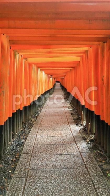 伏見稲荷大社の千本鳥居 鳥居,お寺,稲荷神社の写真素材