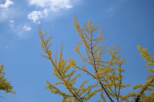 青空と雲と黄色に色づく銀杏の木の枝 青空,雲,黄色の写真素材