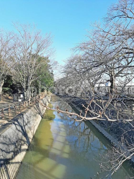 桜の蕾と遊歩道 蕾,桜,川の写真素材