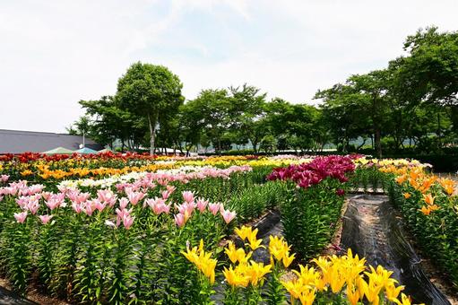 色鮮やかな満開のゆり園 色鮮やかな満開のゆり園の写真