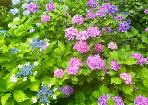 紫陽花 紫陽花の写真