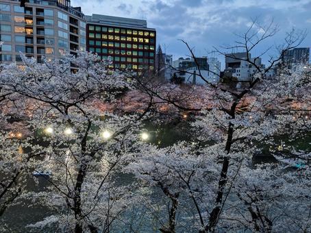 水面に映える都会の夜桜の写真
