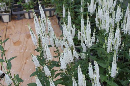 ベロニカ4 ベロニカ,7月,初夏の写真素材