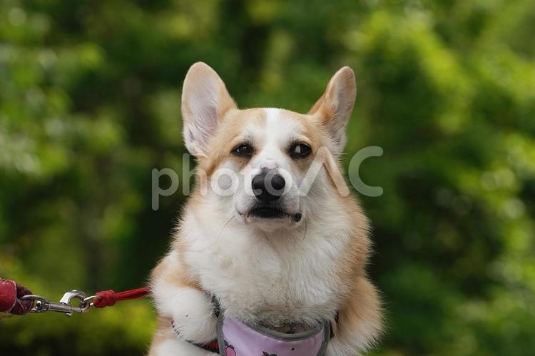 ワンコの顔（ウェルシュコーギー） 犬,コーギー,ウェルシュコーギーの写真素材