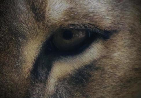 ライオン 動物園,動物,ライオンの写真素材