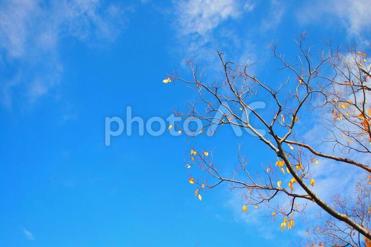 枯れ木と冬の空 冬,枯れ木,葉の写真素材