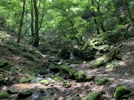新緑の渓流と苔むした静かな森の小道 森,渓流,小川の写真素材
