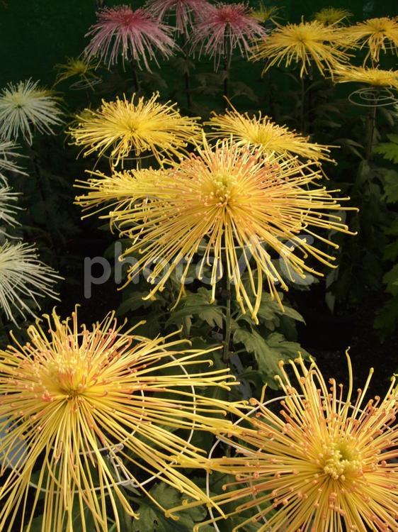 花火のようなきれいな菊の花 菊,黄色い花,きいろの写真素材