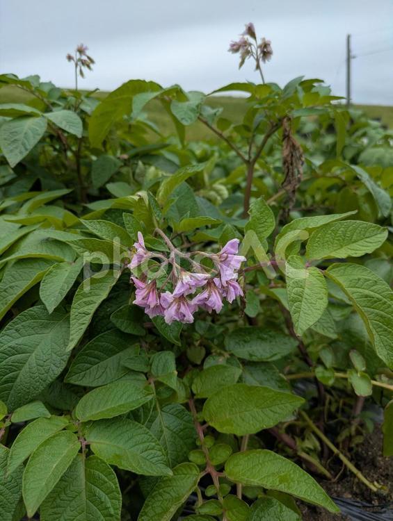 じゃがいも　花　畑 じゃがいも,じゃがいもの花,ジャガイモの写真素材