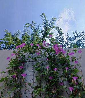 朝顔満開! 朝顔満開! 花,朝顔,アサガオの写真素材