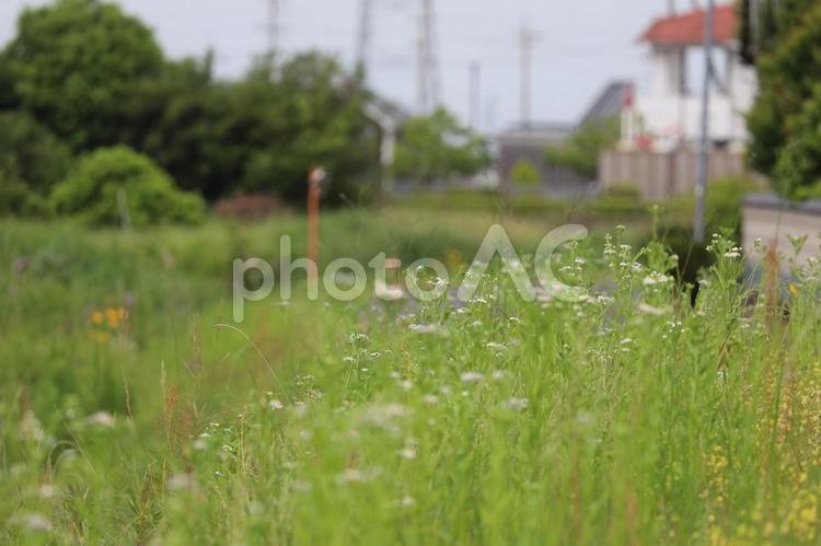 綺麗に撮れた堤防の風景１ 堤防,春,河川敷の写真素材