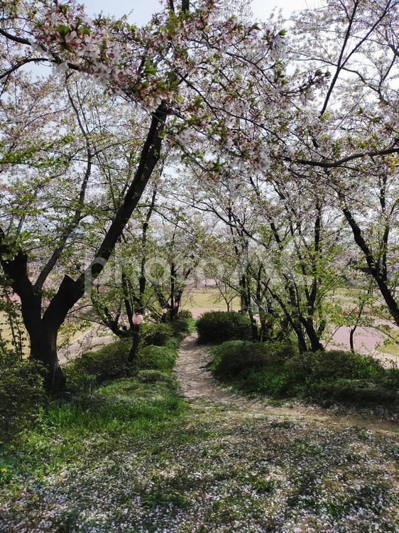 桜の散る道 桜,花,桜の木の写真素材