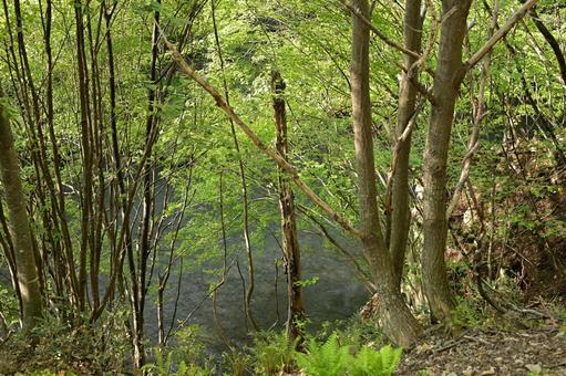 新緑の木々が溢れる中に立つ枯木の写真
