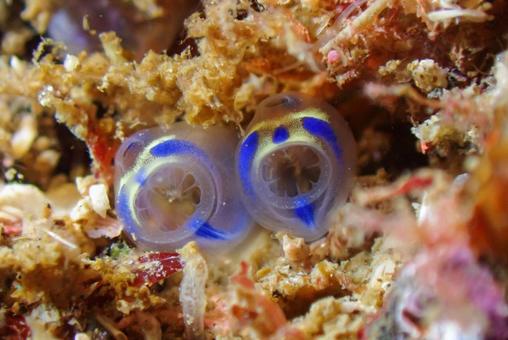 三浦 パンダホヤ 三浦 パンダホヤの写真