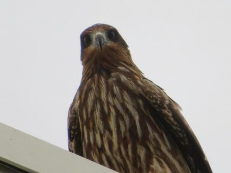 カメラ目線の鳶 カメラ目線の鳶 トビ,鳶,鳥の写真素材