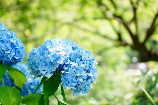 紫陽花と木々 紫陽花と木々の写真