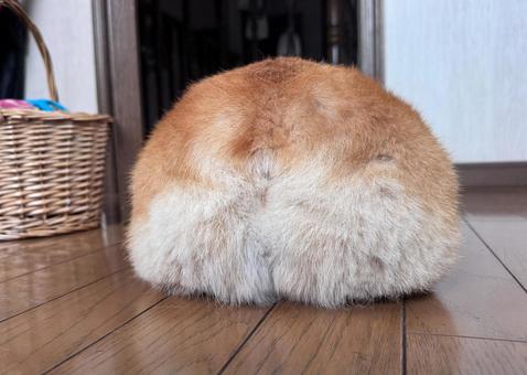 Corgi butt, JPG