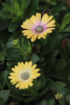ケープマーガレットの花 ケープマーガレットの花の写真