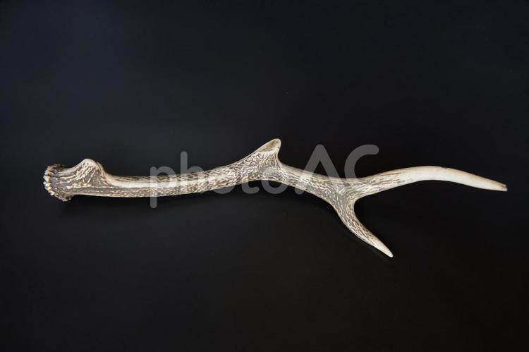 装飾品になるニホンジカの枝角　黒背景 鹿,シカ,ニホンジカの写真素材
