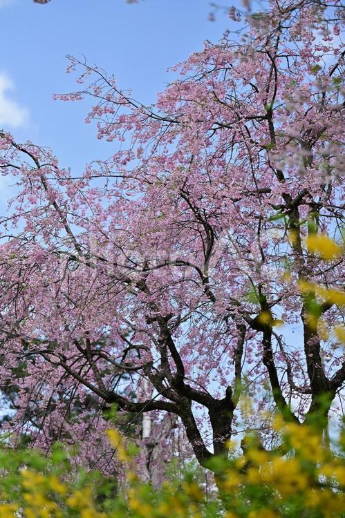 富山・南砺市・大門川沿い桜並木 花,満開,桜の写真素材