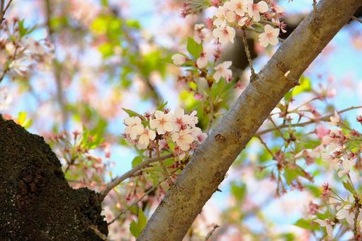 明るい桜 明るい桜の写真