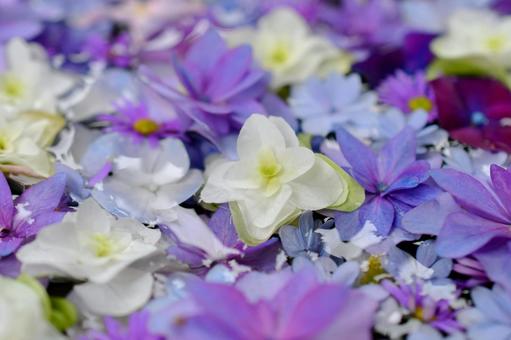 花手水 花手水 花手水,花,手水の写真素材