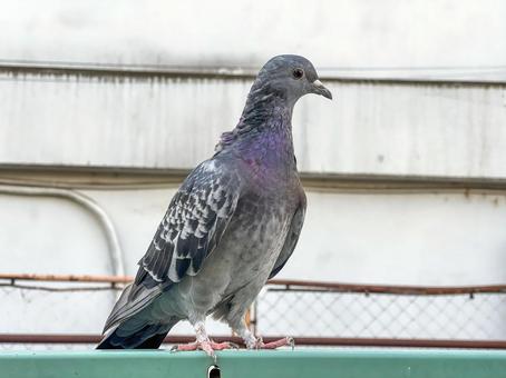 神田川9月:マンションの壁と鳩 2025 神田川9月:マンションの壁と鳩 2025の写真