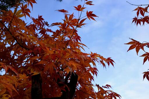 Colored leaves, autumn leaves, autumn, late autumn, JPG