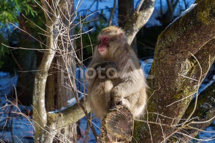 250122地獄谷野猿公苑 長野県,下高井郡,山ノ内町の写真素材