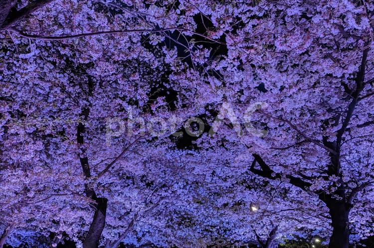 鶴舞公園の夜桜 夜桜,ライトアップ,桜の写真素材