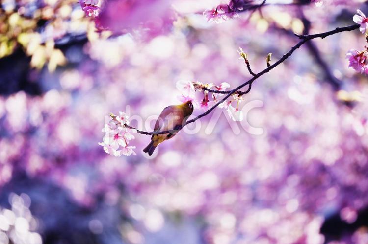 満開の美しい桜とメジロ 春,鳥,花の写真素材
