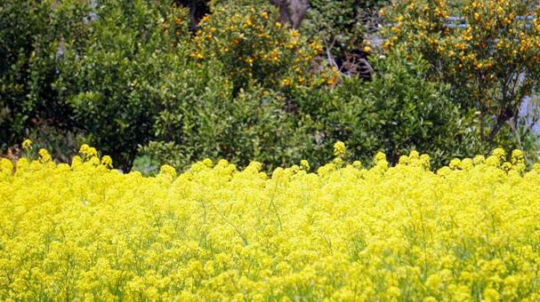 Rape blossoms and greenery [Contrast], JPG