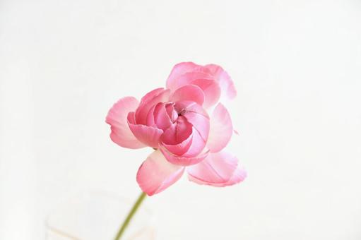 ピンクのラナンキュラスの写真